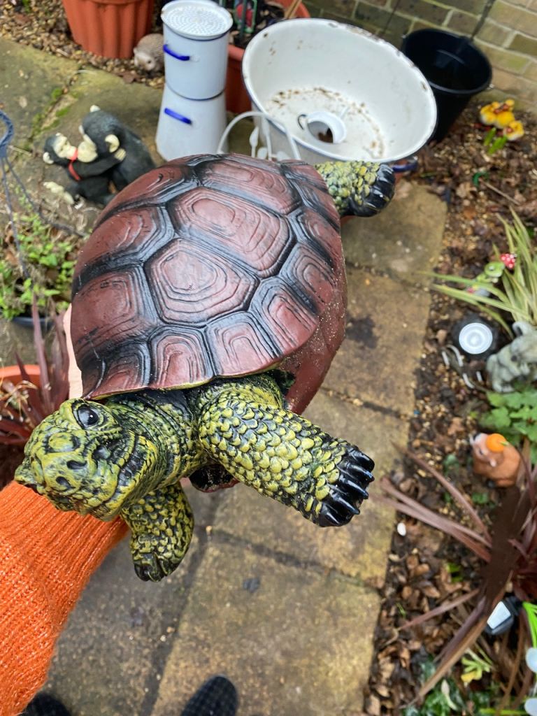 Large garden no offer tortoise 