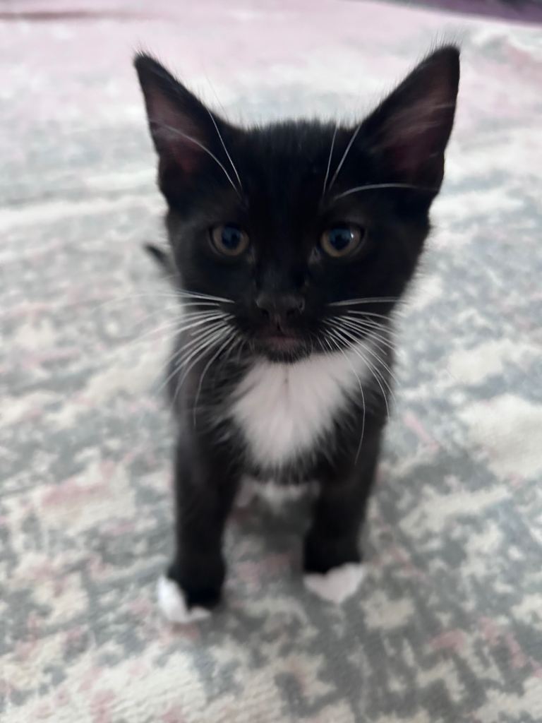 1 black and white kitten