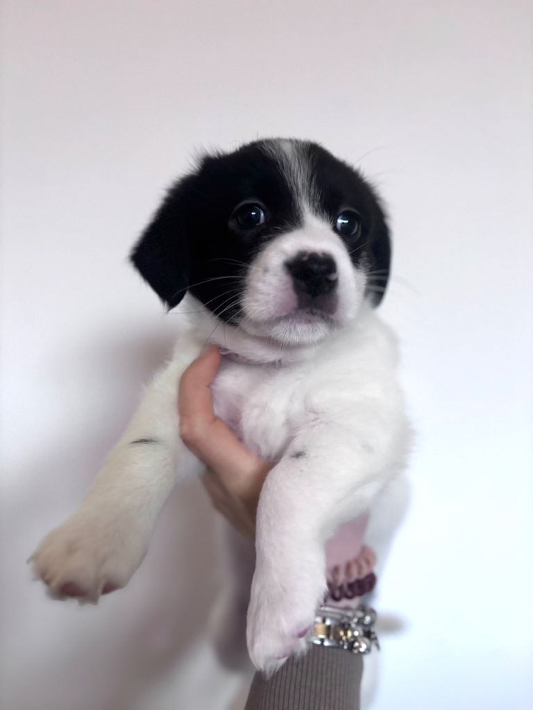 3 x Bichon Maltese mixed puppies 