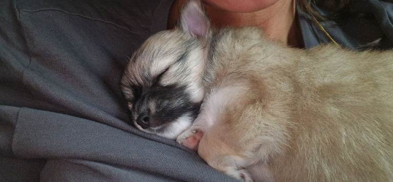 Female chihuahua puppy