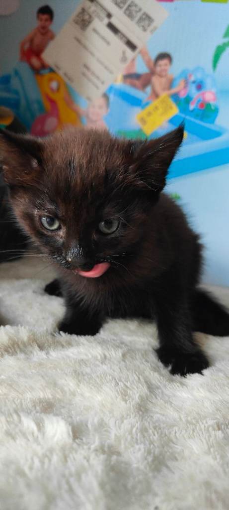 2 Kittens 