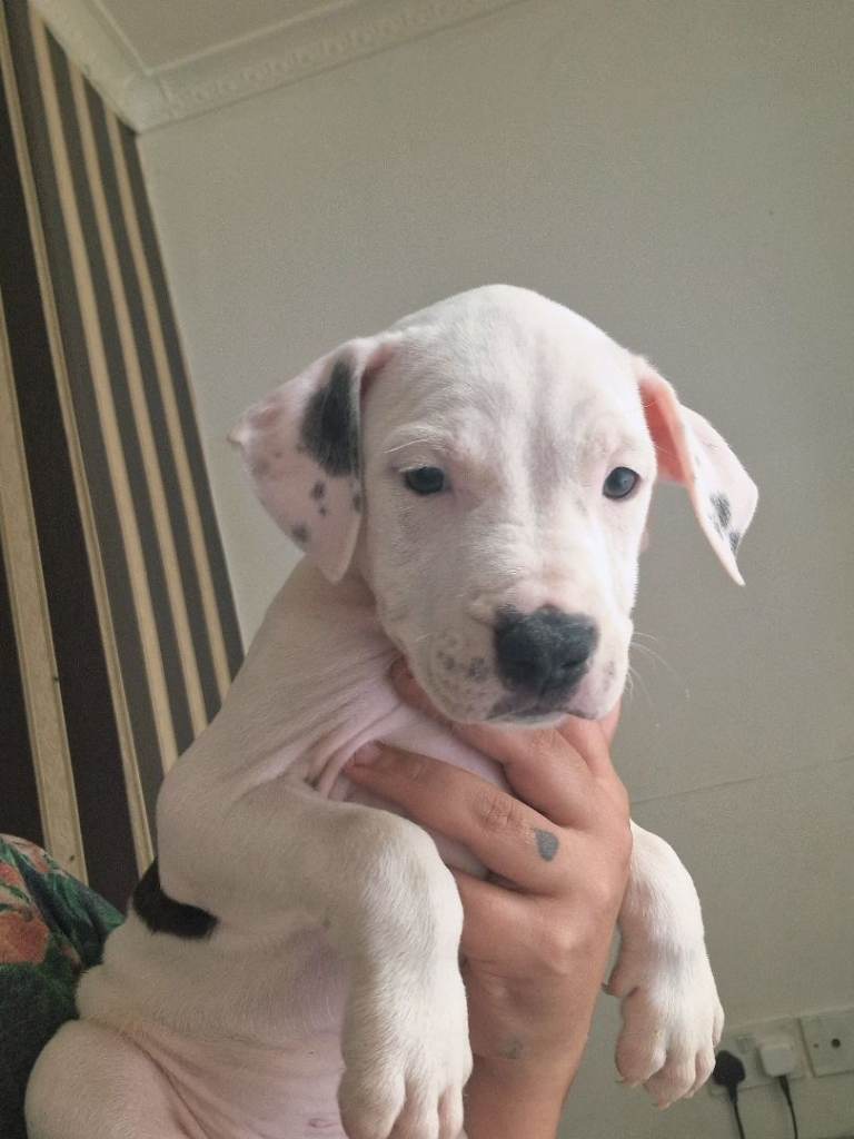Adorable Puppies Staffordshire Bull Terrier