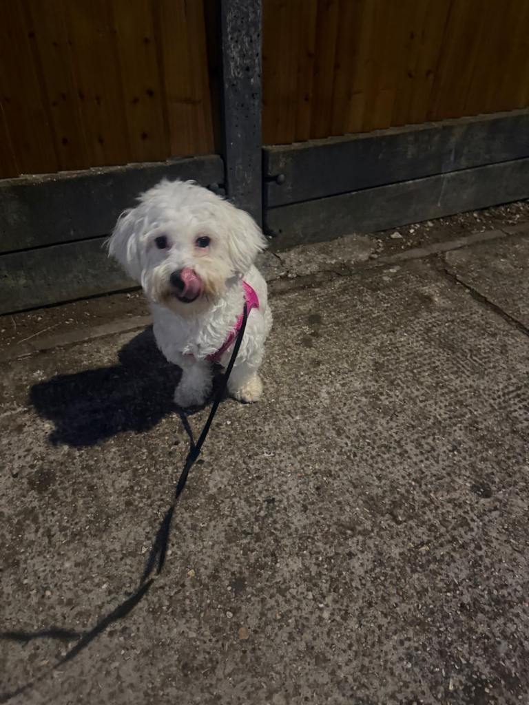 Bichon Frise x Maltese - 1 Year Old Girl