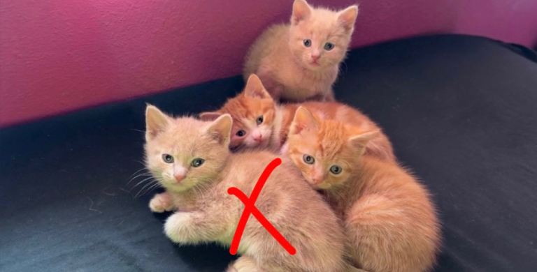 Red Tabby Bengal Cross Kittens