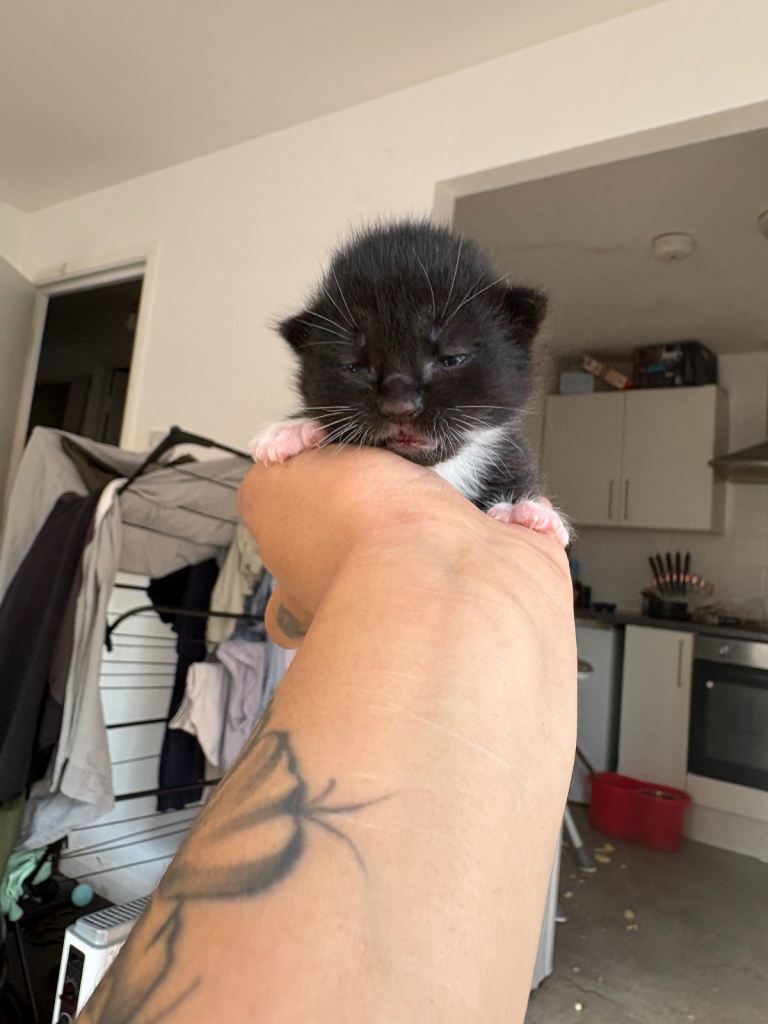3 fluffy kittens for sale 