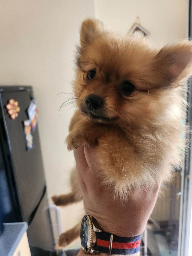 Pomeranian 