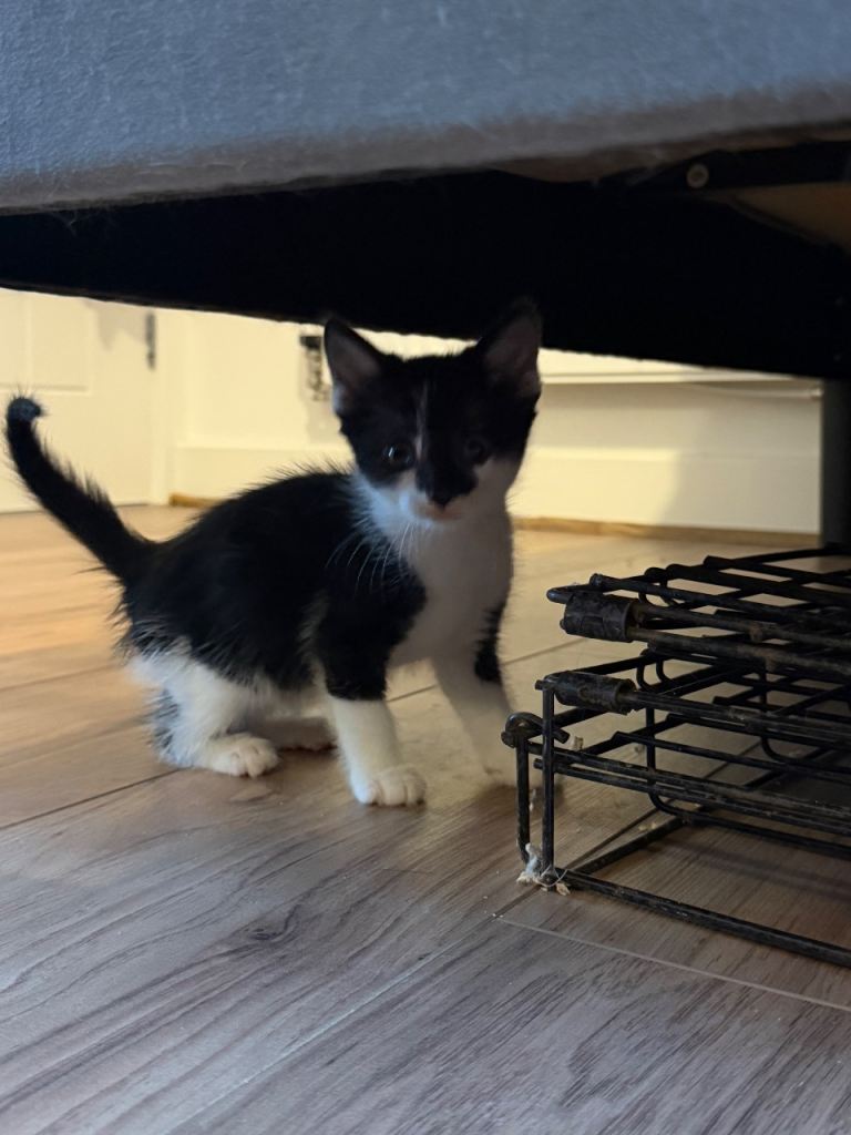 Kittens