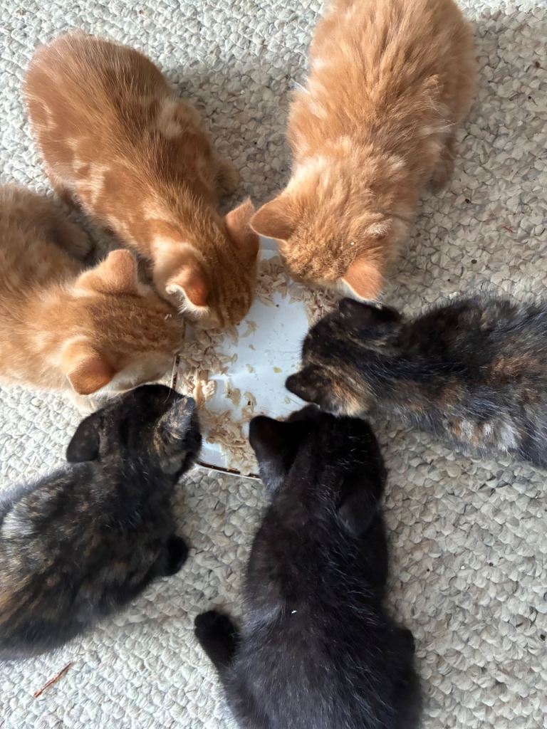 Kittens looking for forever homes