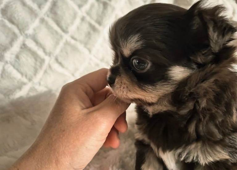 Chocolate tri chihuahua