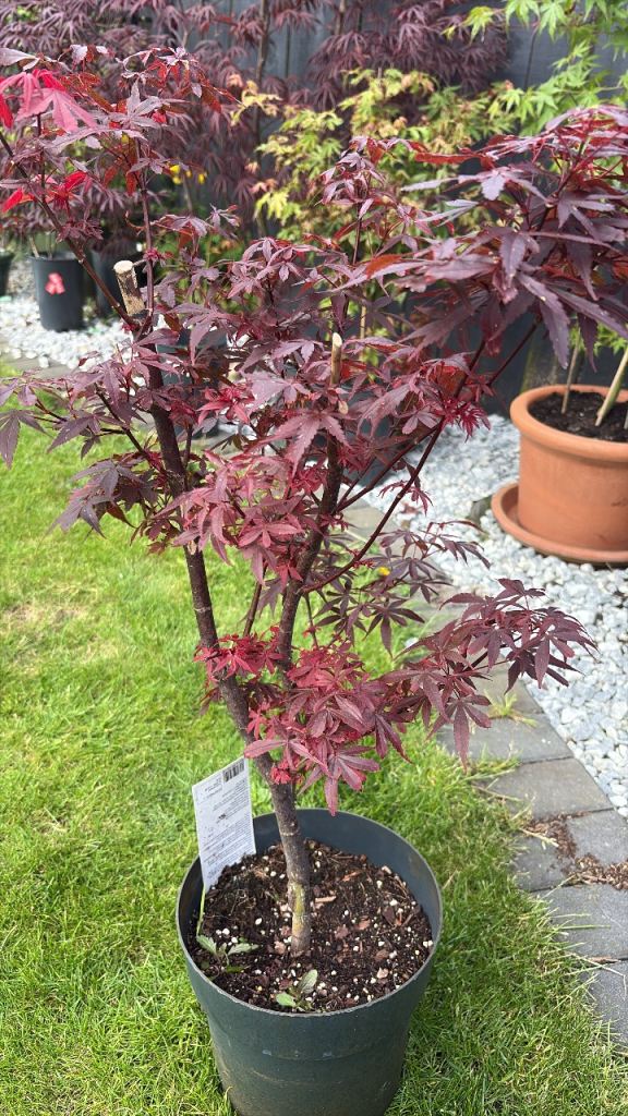 Acers and maples