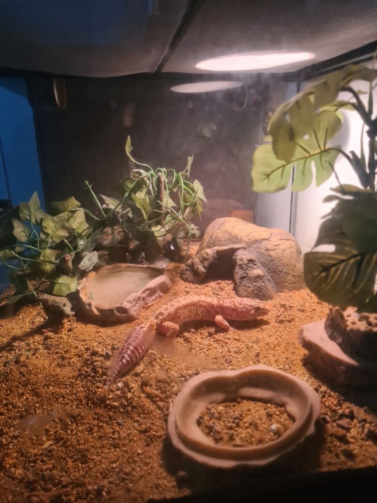 Leopard gecko lizard