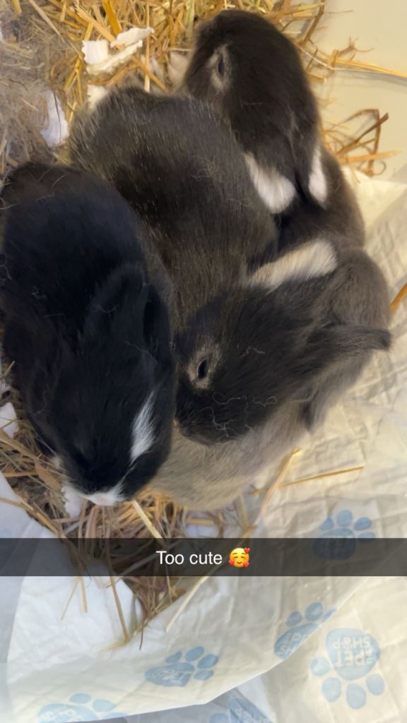 Fluffy bunnies for sale 