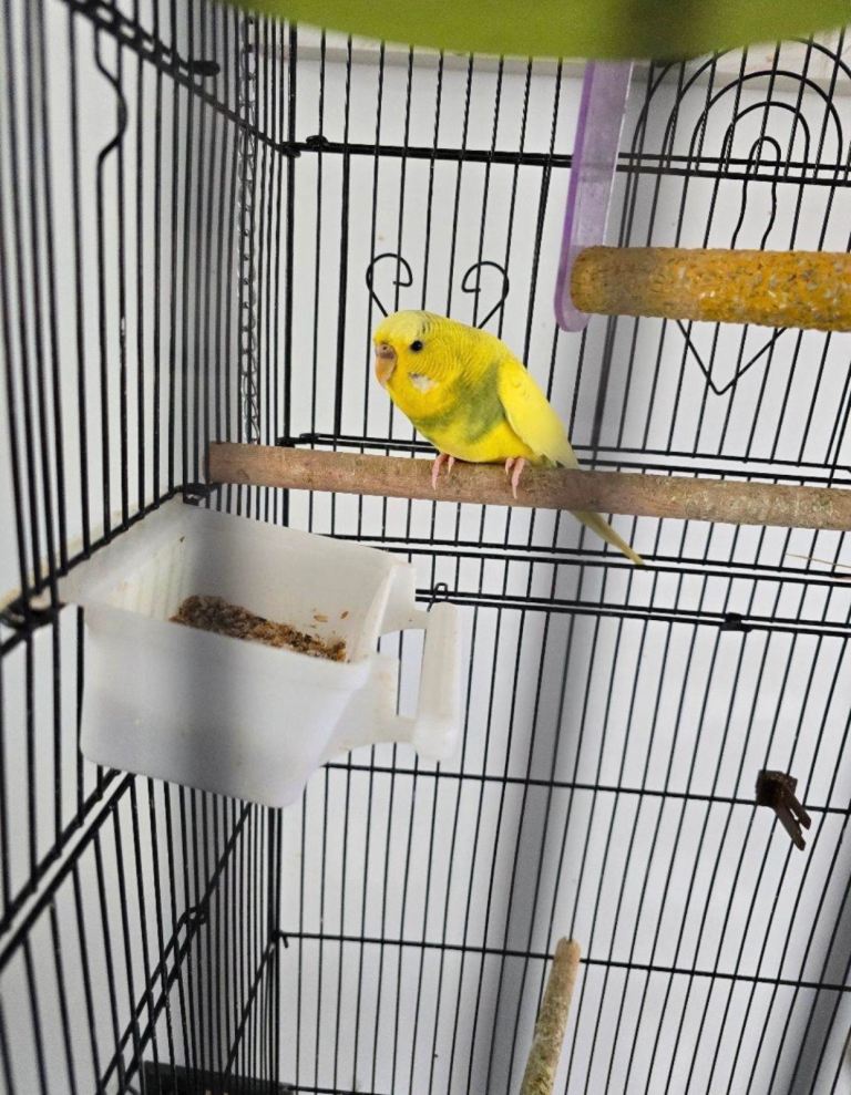 Bonded pair of budgies with small cage  £100