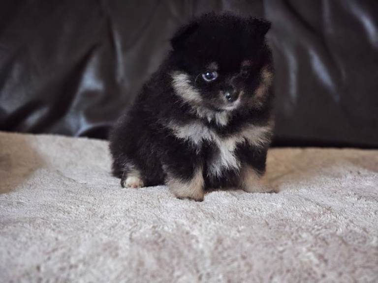 1 pomeranian baby boy