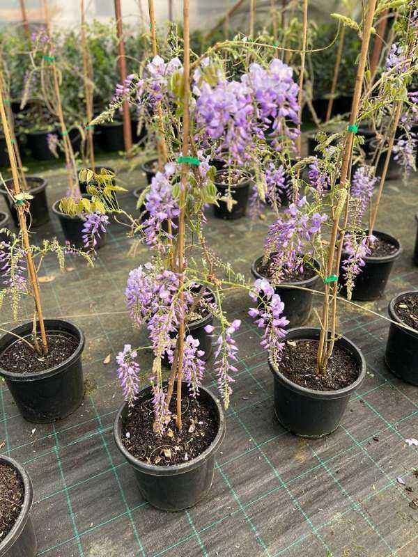 PLANTS DELIVERY SALE🍒🫒🪴🌿