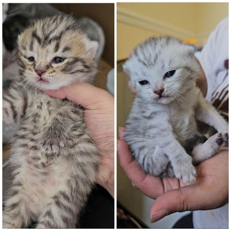 ✨️✨️British shorthair kitten✨️✨️