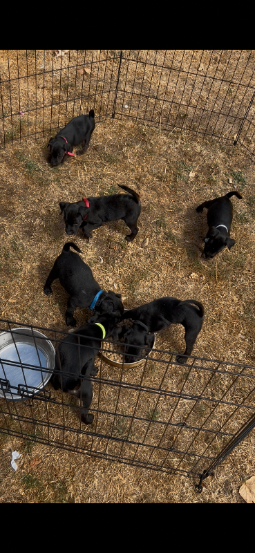 🐾 6 Jagdterrier Cross Puppies Looking for Loving Homes 🐾
