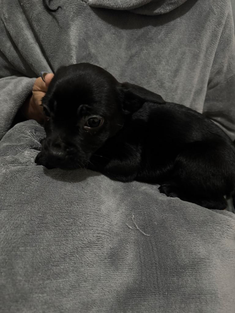 3 shihpoo-3/4 French bulldog-1/4 Stafford left for sale