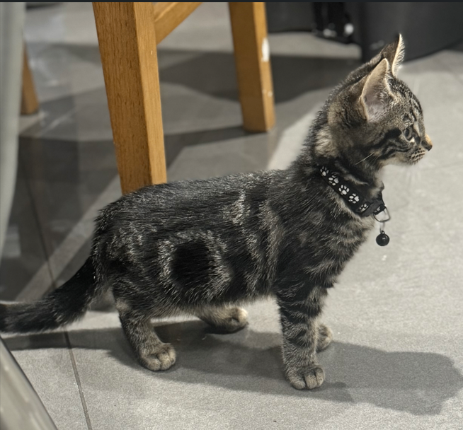 Beautiful Bengal Mix Kittens – Ready for Their New Homes!