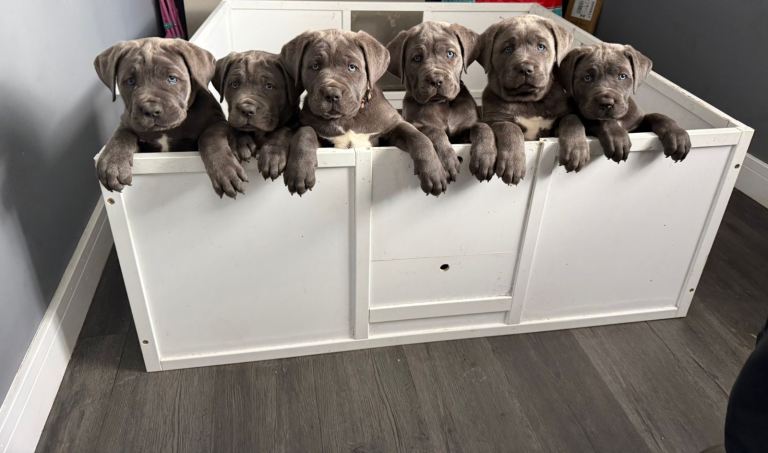 Champion bloodline cane corso puppies
