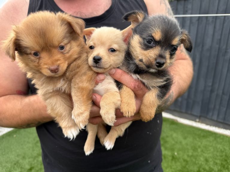 Puppies 