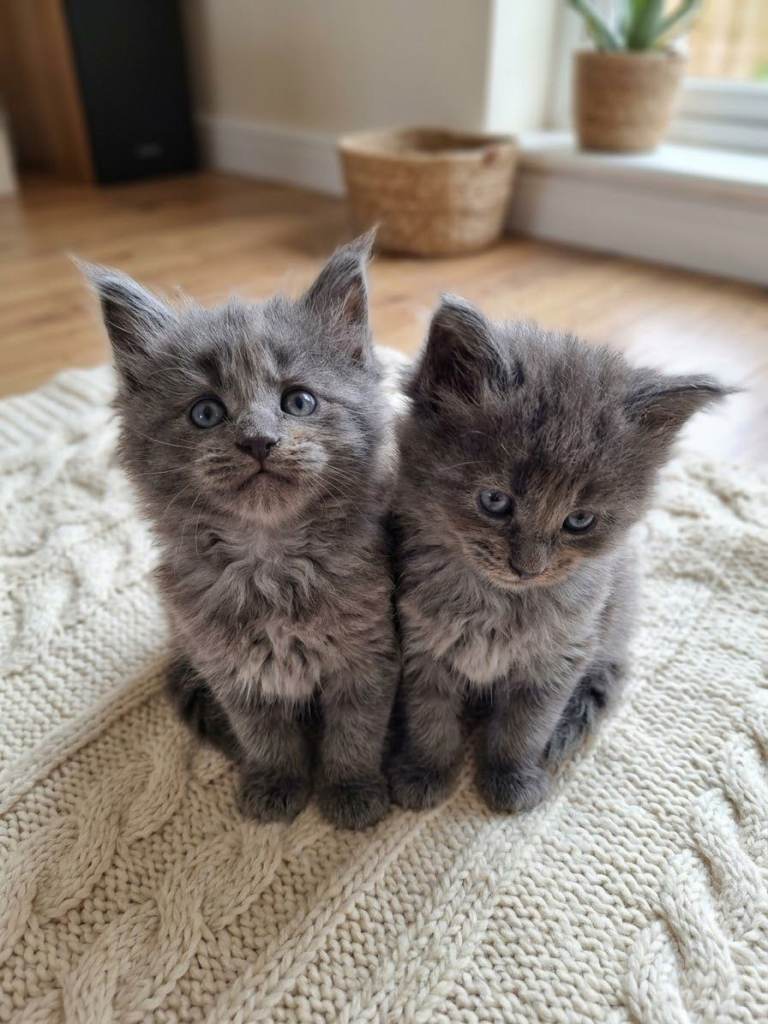 Maine coons ready next Saturday 