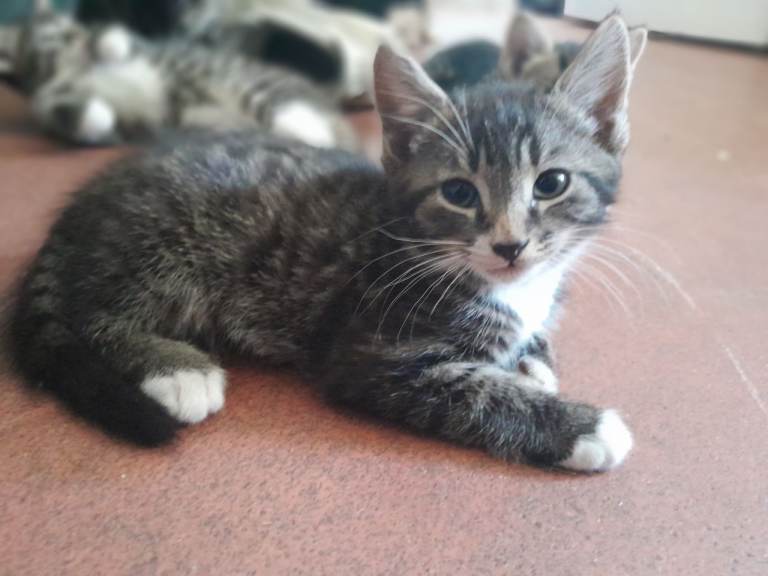 £117 week old kittens for sale 