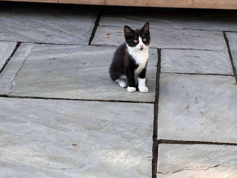 5 beautiful kittens for sale 