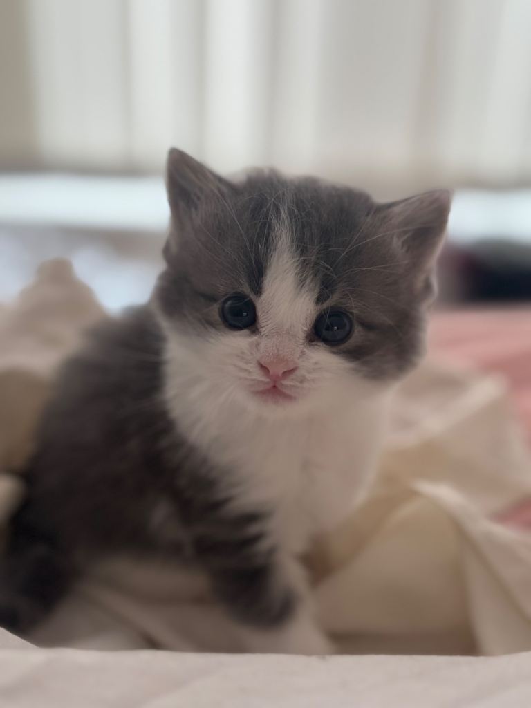 3 beautiful kittens for sale