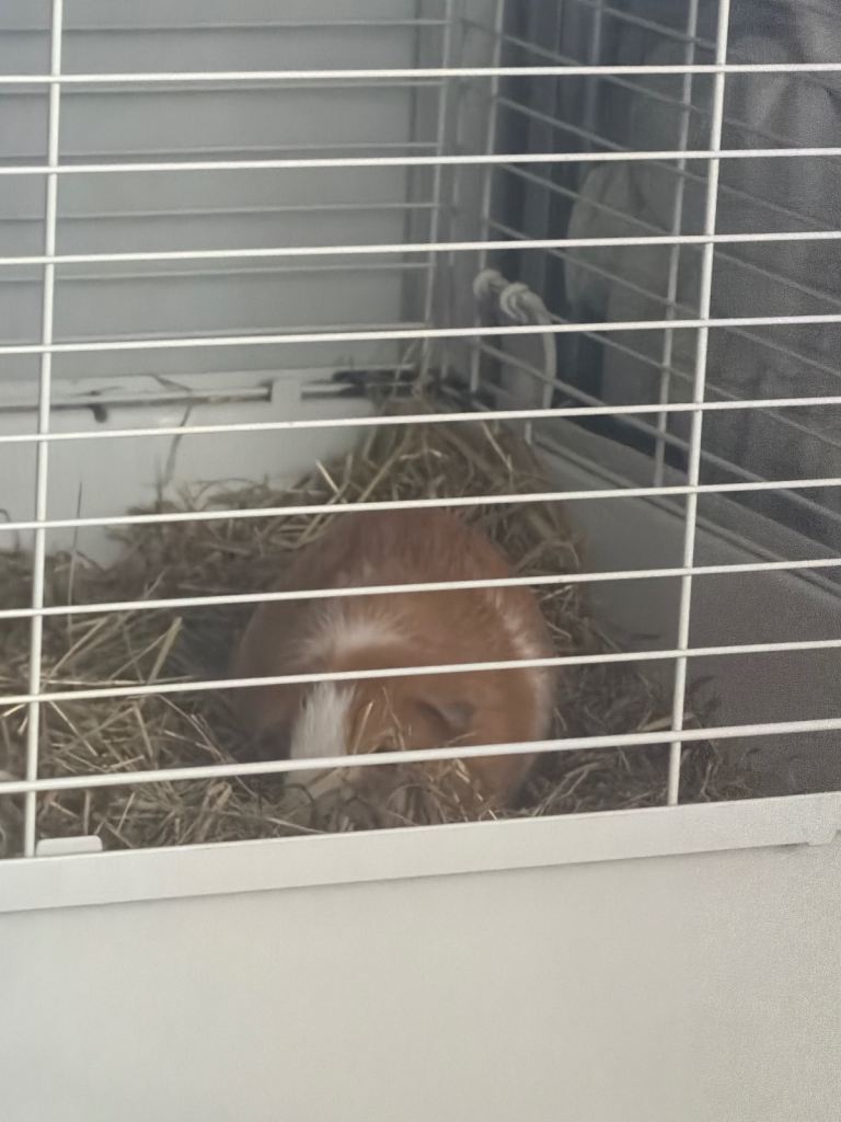 Guinea pigs 