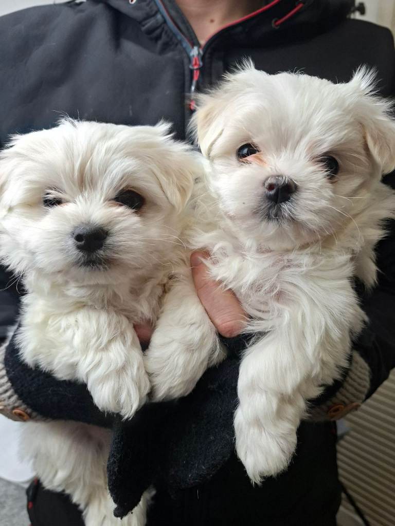 Maltese puppies for sale
