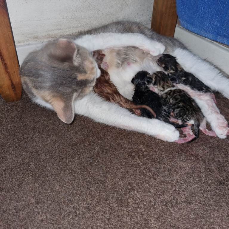 kitten s
