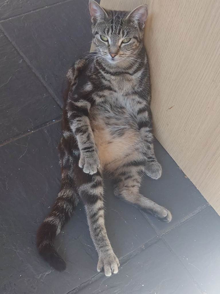Cats for sale