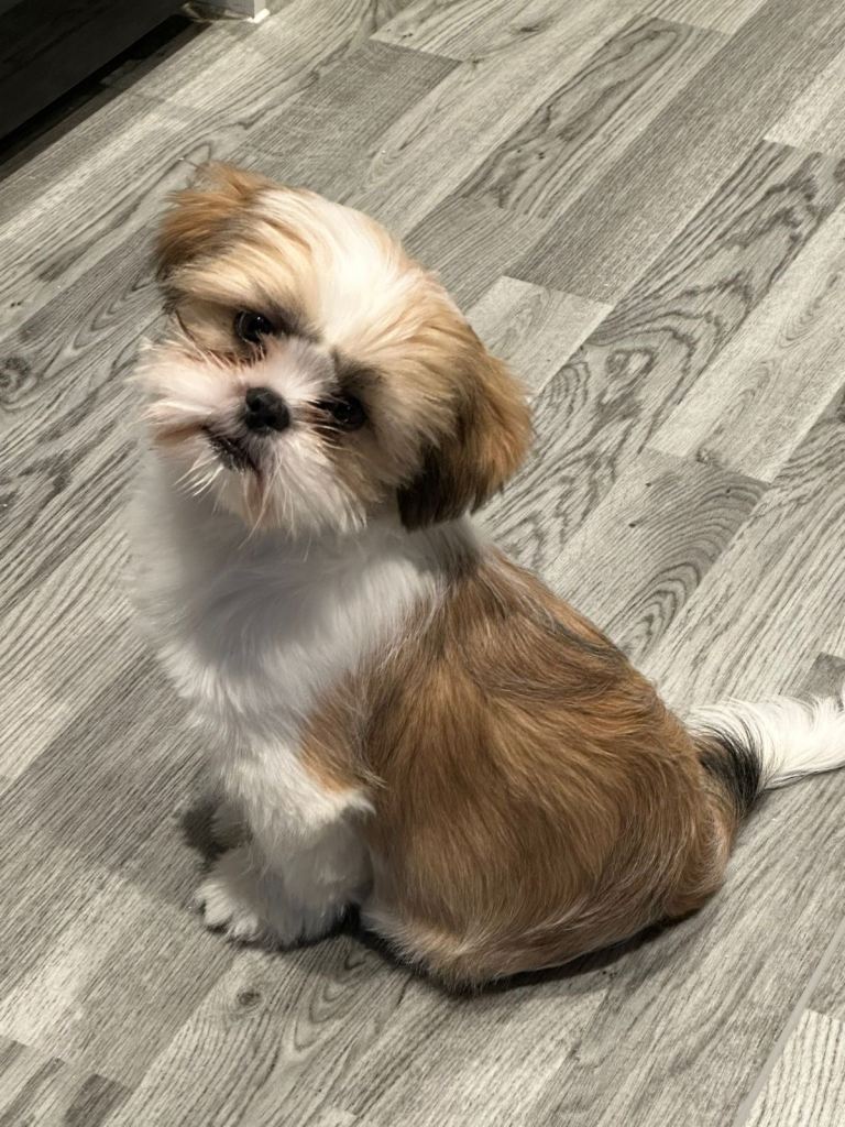 Shih Tzu  puppy boy for sale
