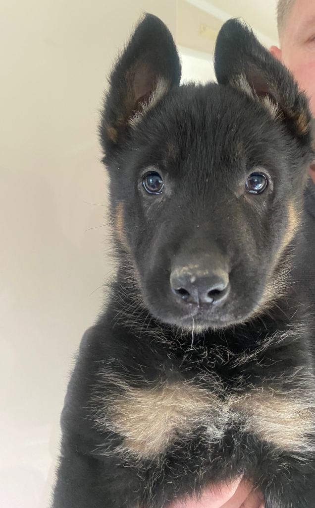 German shepherd Puppy 