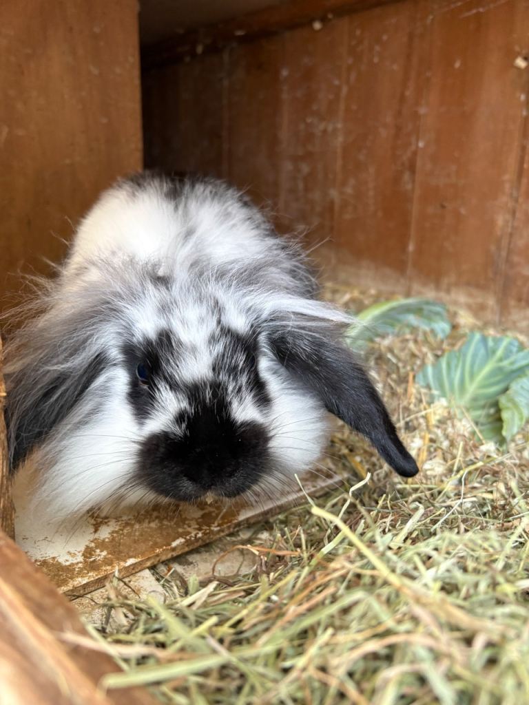 Mini lop baby rabbits (1 boy left)