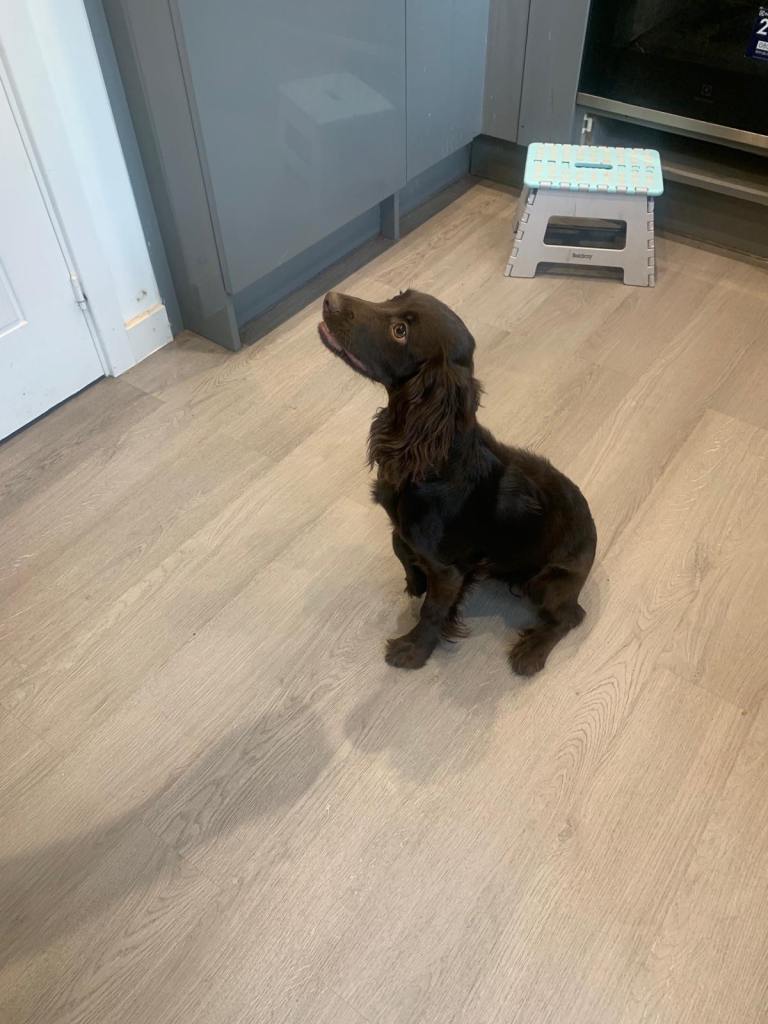 Beautiful 6-Month-Old Brown Cocker Spaniel – Loving Home Needed