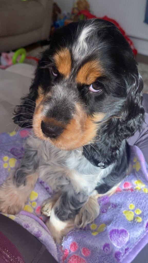 Beautiful showline cocker spaniel for sale 