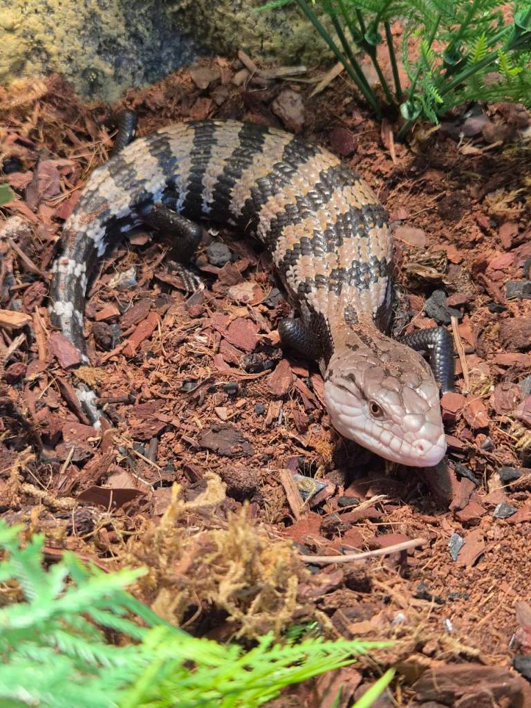 Blue tongue skink 