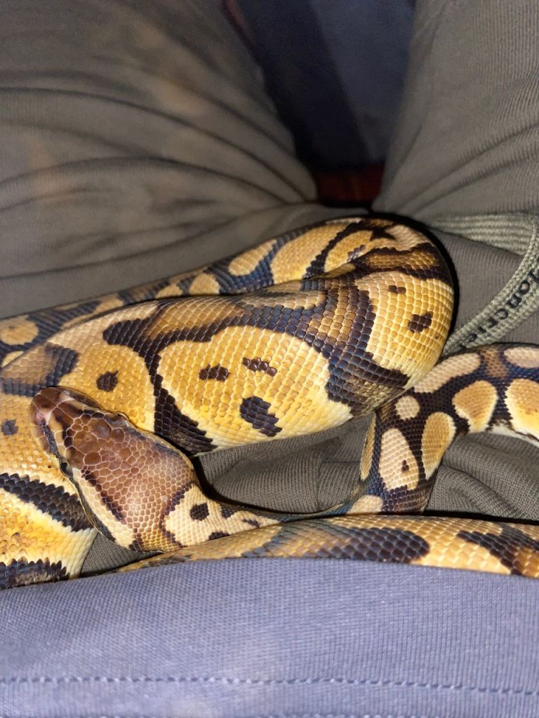 Ball python 