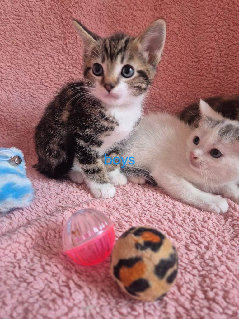  Gorgeous kittens available 