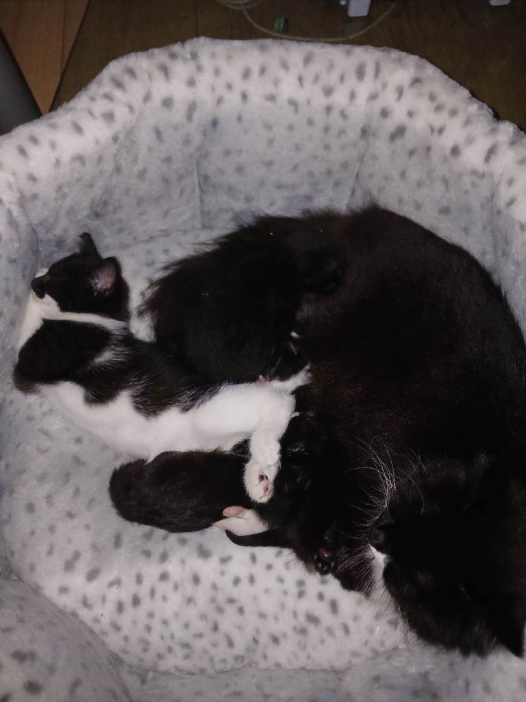 Kittens 