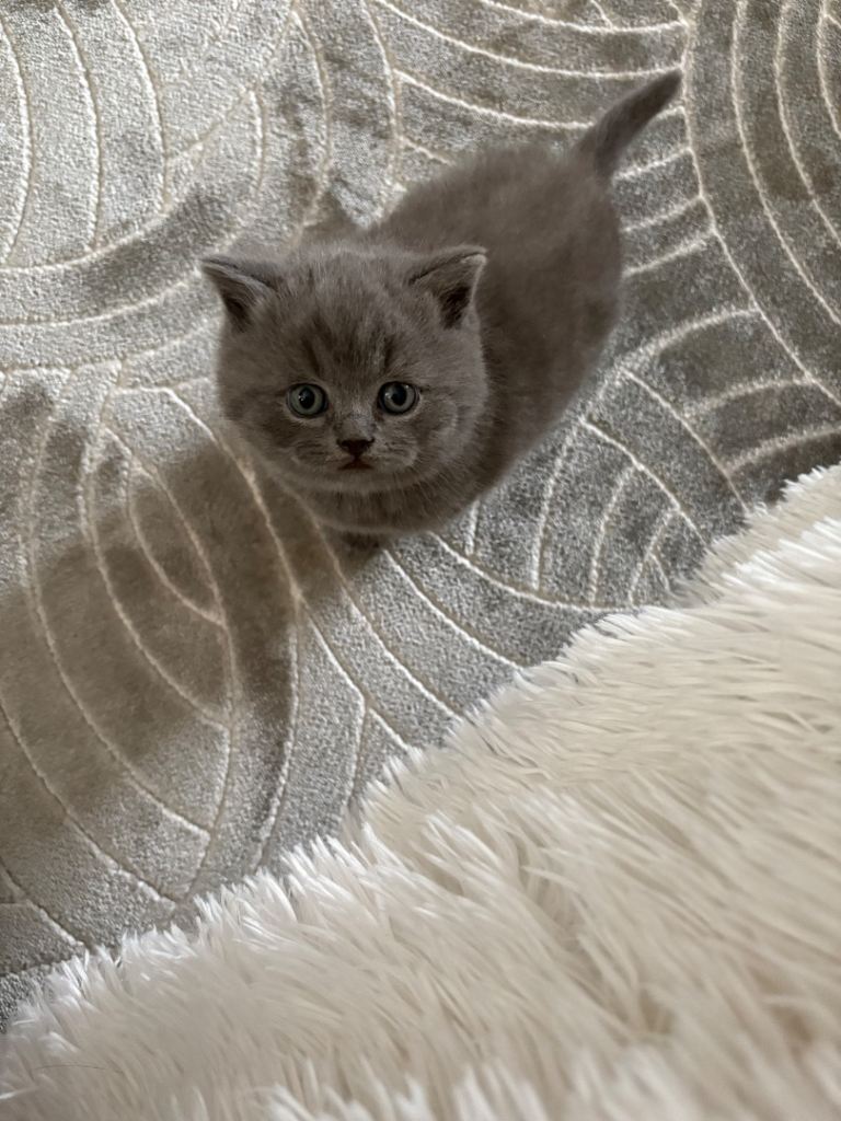 British Shorthair Male Kitten – From Pedigree Parents