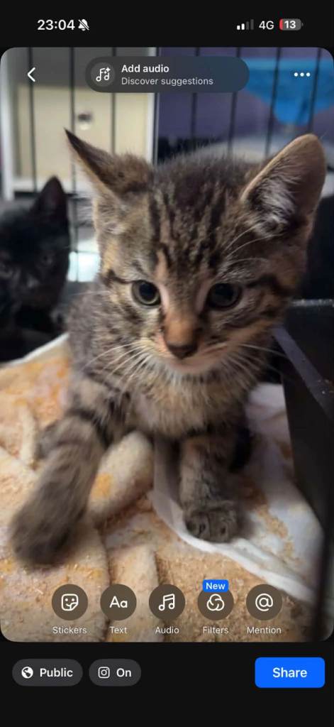 Kittens