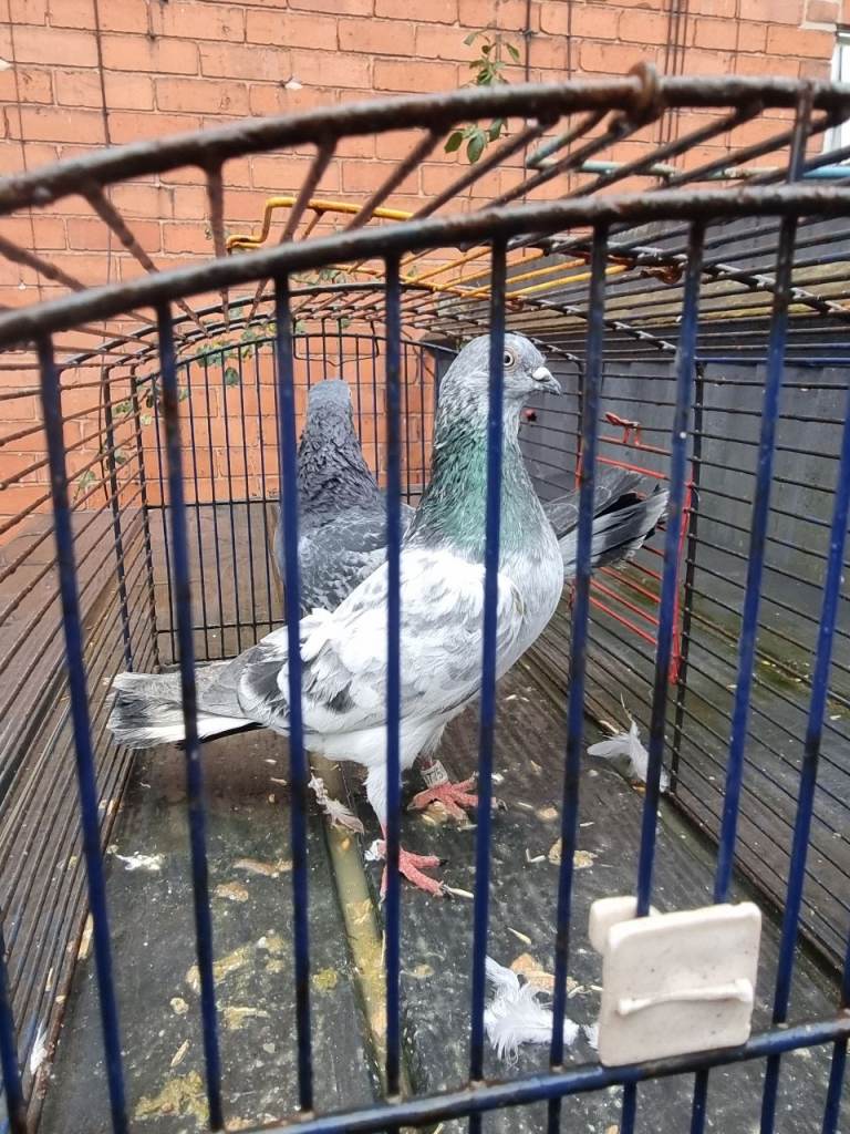 Pigeons for sale 