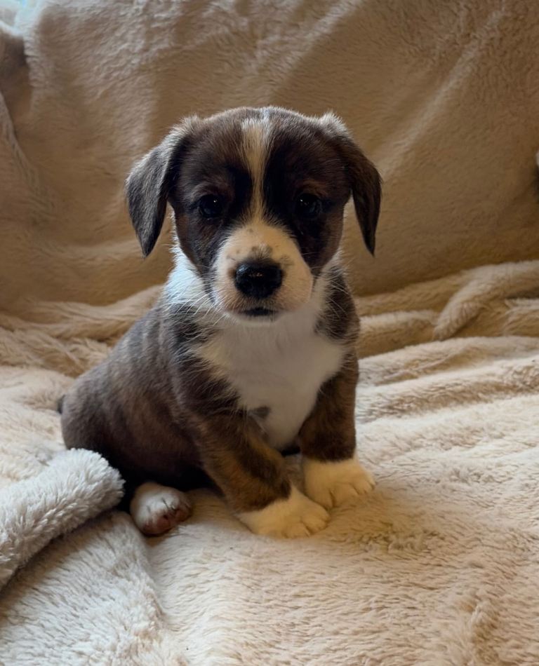 Welsh Cardigan Corgi Puppies 🐶