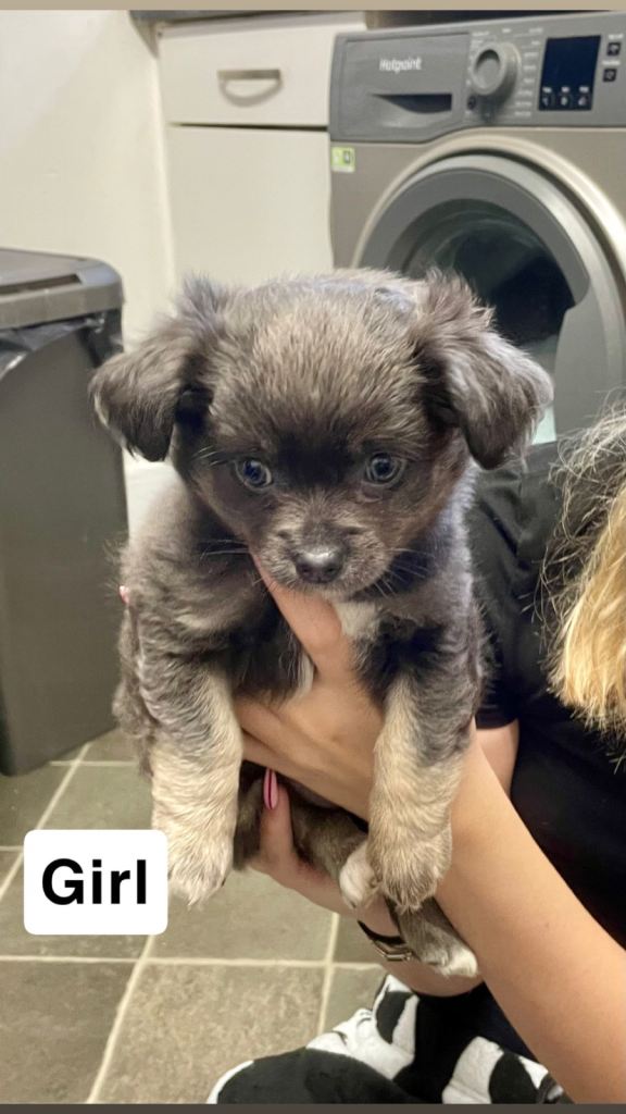 3 beautiful chihuahua puppies still looking for there forever homes 