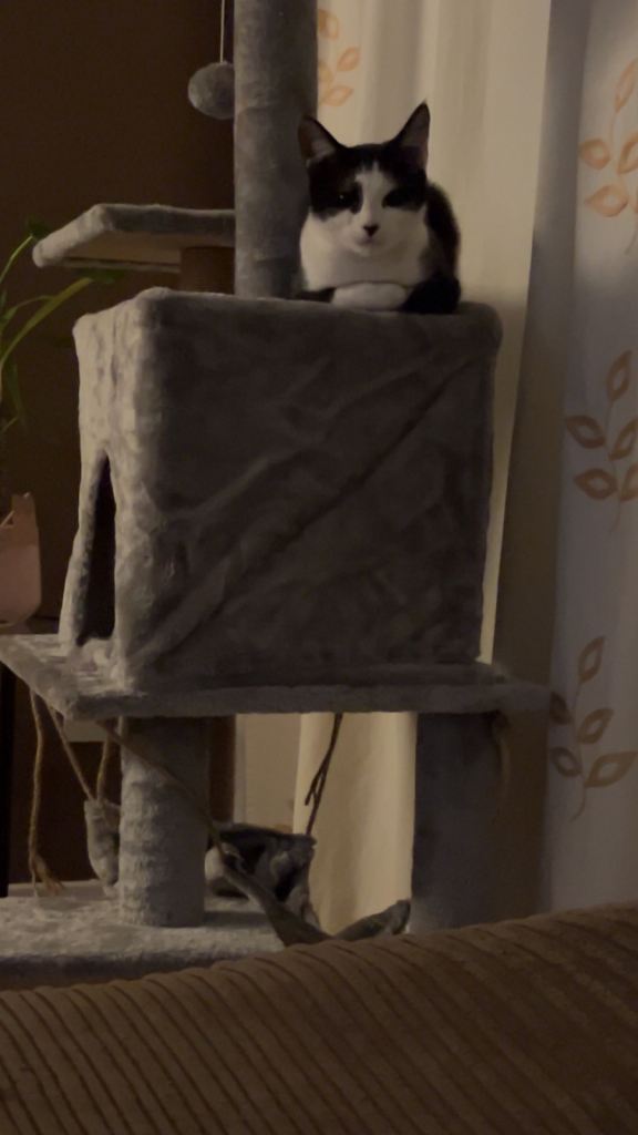 Cat tree