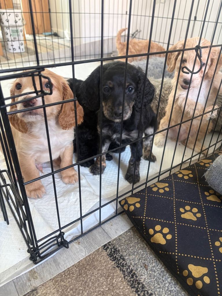 Cockapoos for sale, 2 male