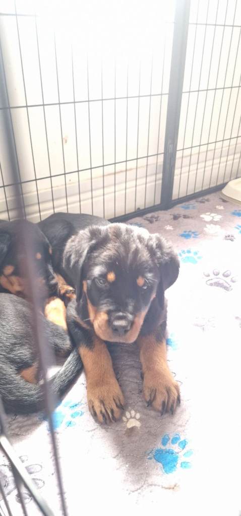  female Rottweiler puppy available 